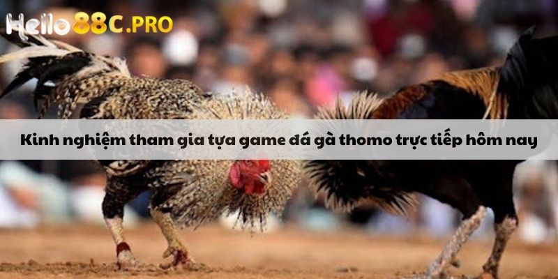 Kinh nghiệm tham gia tựa game đá gà thomo trực tiếp hôm nay