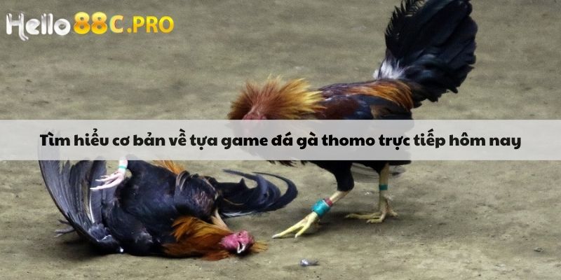 Tìm hiểu cơ bản về tựa game đá gà thomo trực tiếp hôm nay